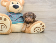 6 week old Yorkie Poo Puppy For Sale - Pilesgrove Pups