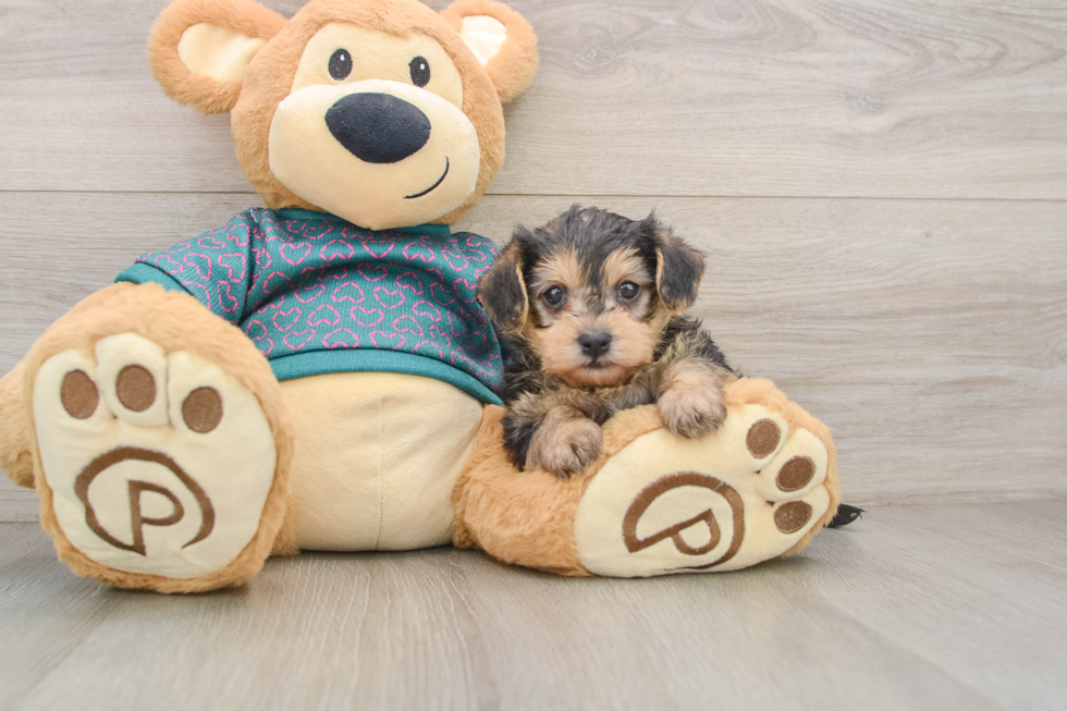 Popular Yorkie Poo Poodle Mix Pup