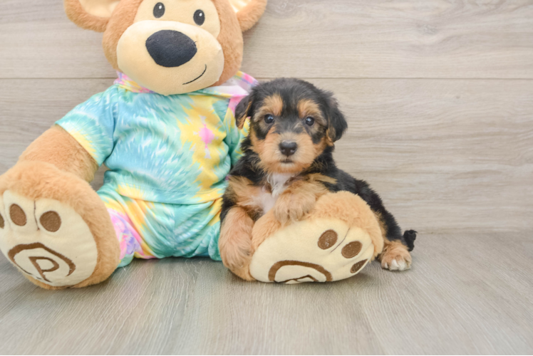 Friendly Yorkie Poo Baby