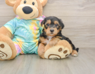 7 week old Yorkie Poo Puppy For Sale - Pilesgrove Pups
