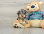 6 week old Yorkie Poo Puppy For Sale - Pilesgrove Pups