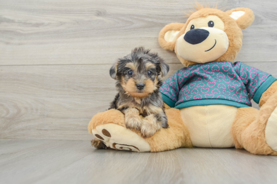 Petite Yorkie Poo Poodle Mix Pup