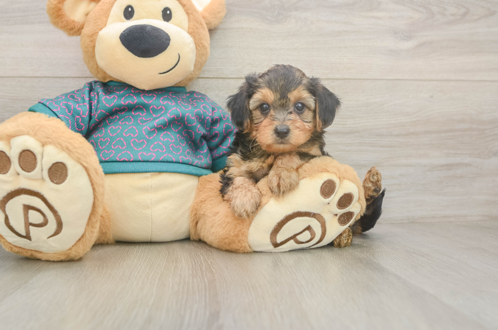 6 week old Yorkie Poo Puppy For Sale - Pilesgrove Pups
