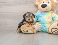 8 week old Yorkie Poo Puppy For Sale - Pilesgrove Pups