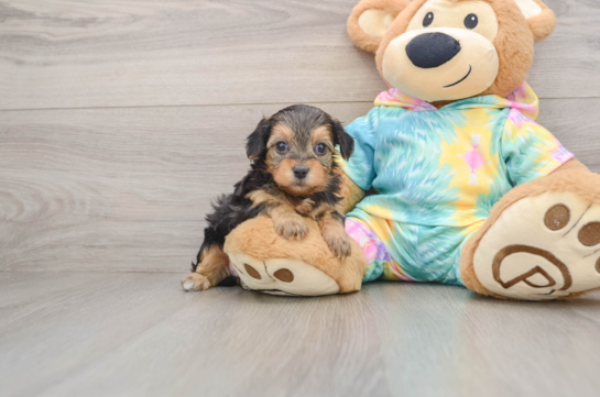 Best Yorkie Poo Baby
