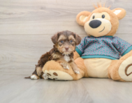 6 week old Yorkie Poo Puppy For Sale - Pilesgrove Pups