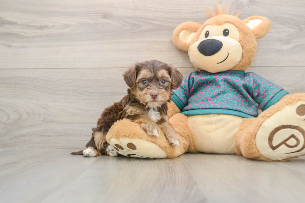 Sweet Yorkie Poo Baby