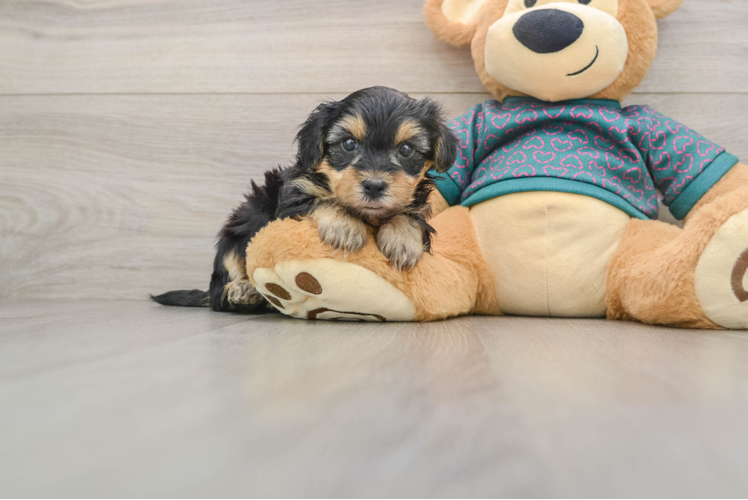 Best Yorkie Poo Baby