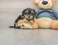 8 week old Yorkie Poo Puppy For Sale - Pilesgrove Pups