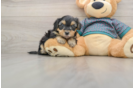 Best Yorkie Poo Baby