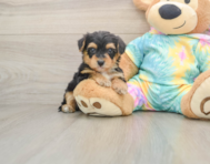 7 week old Yorkie Poo Puppy For Sale - Pilesgrove Pups