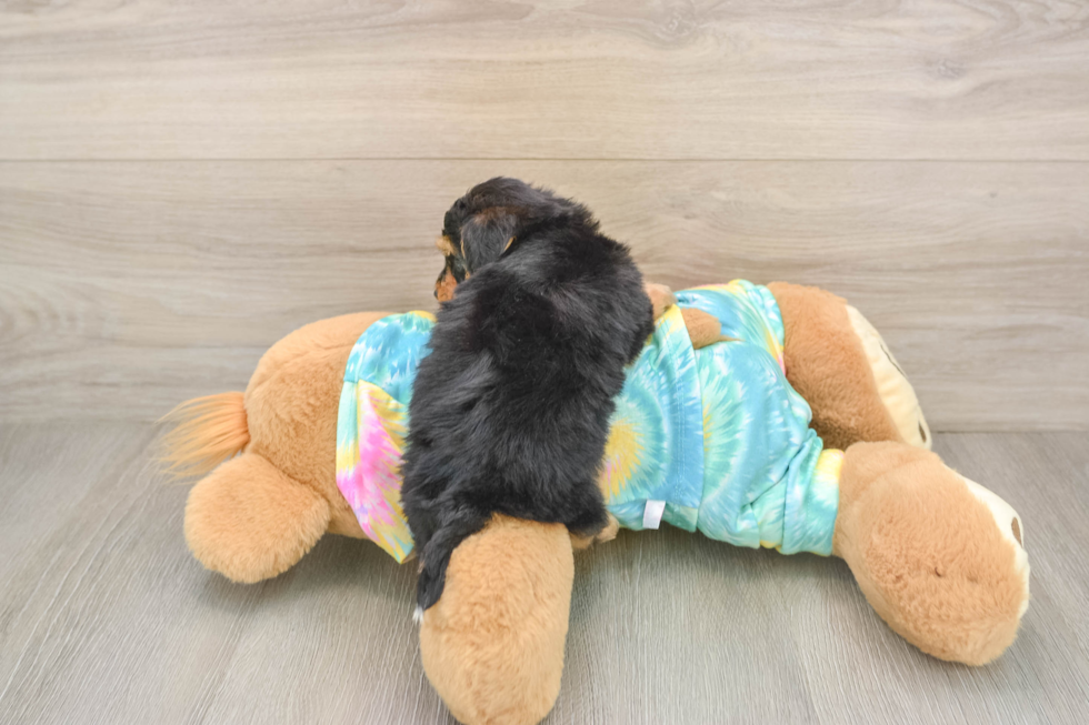 Playful Yo Yo Poo Poodle Mix Puppy