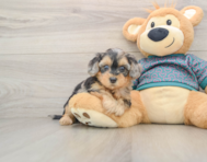 8 week old Yorkie Poo Puppy For Sale - Pilesgrove Pups