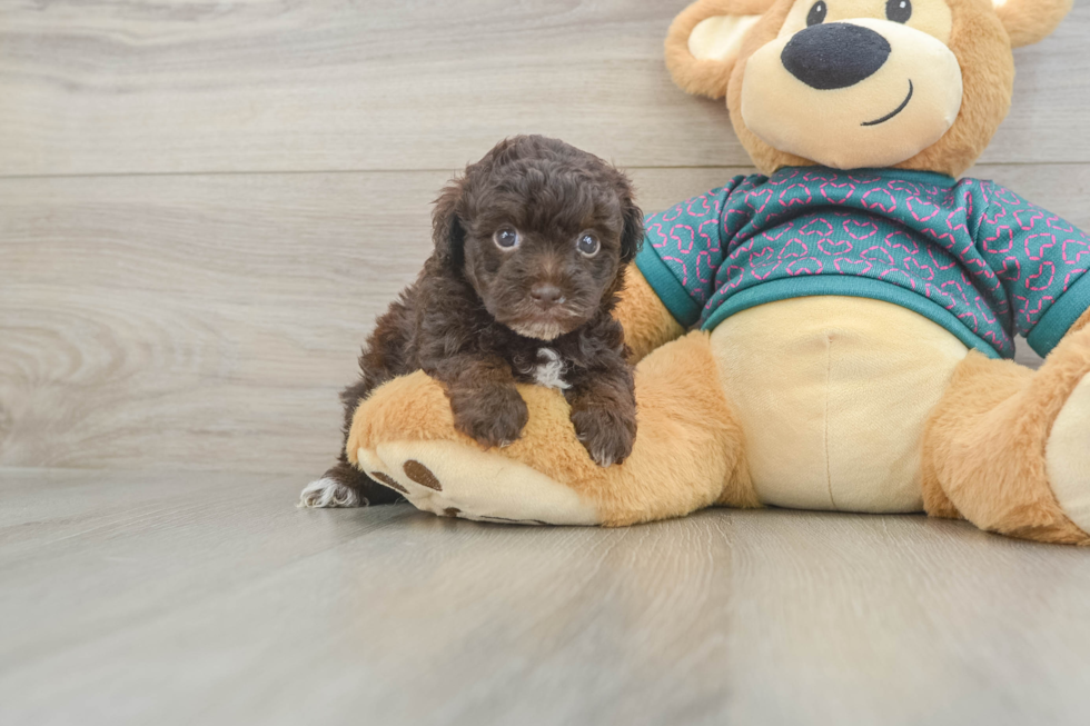Smart Yorkie Poo Poodle Mix Pup