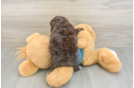 Yorkie Poo Puppy for Adoption
