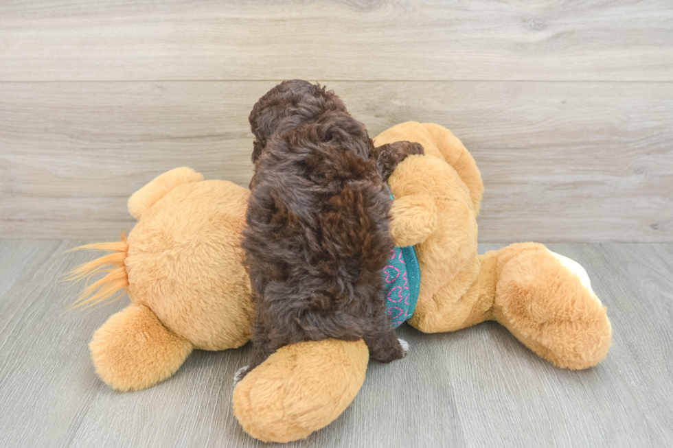 Yorkie Poo Puppy for Adoption