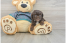 Best Yorkie Poo Baby