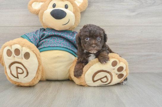 Best Yorkie Poo Baby
