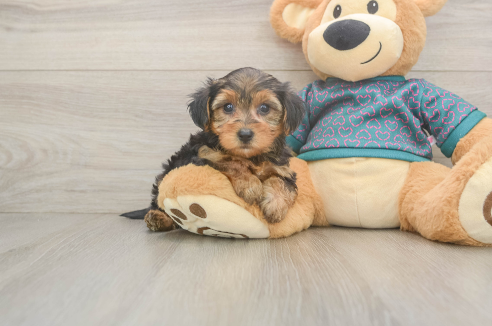 6 week old Yorkie Poo Puppy For Sale - Pilesgrove Pups
