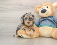 8 week old Yorkie Poo Puppy For Sale - Pilesgrove Pups