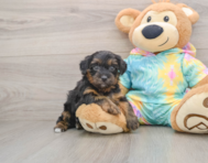 8 week old Yorkie Poo Puppy For Sale - Pilesgrove Pups