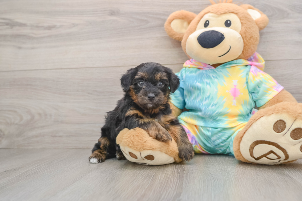 Popular Yorkie Poo Poodle Mix Pup