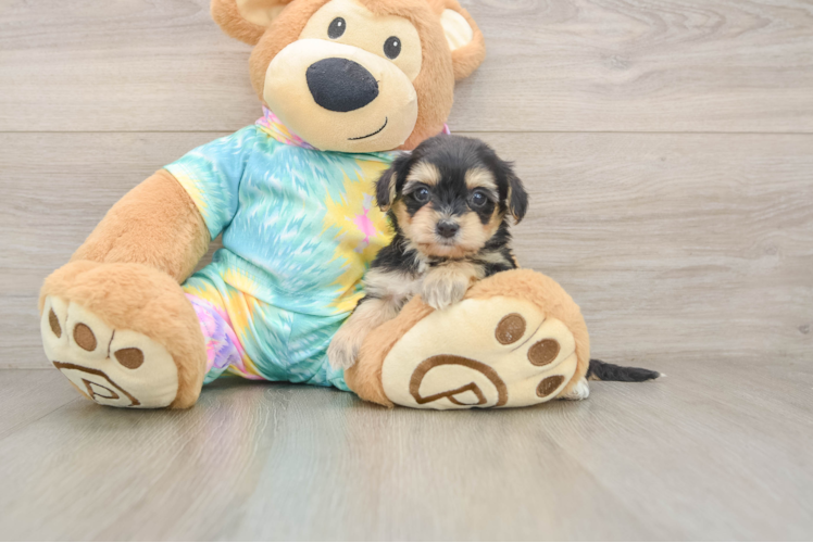 Smart Yorkie Poo Poodle Mix Pup