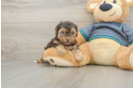Happy Yorkie Poo Baby