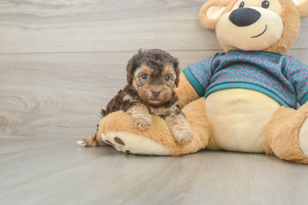 Happy Yorkie Poo Baby