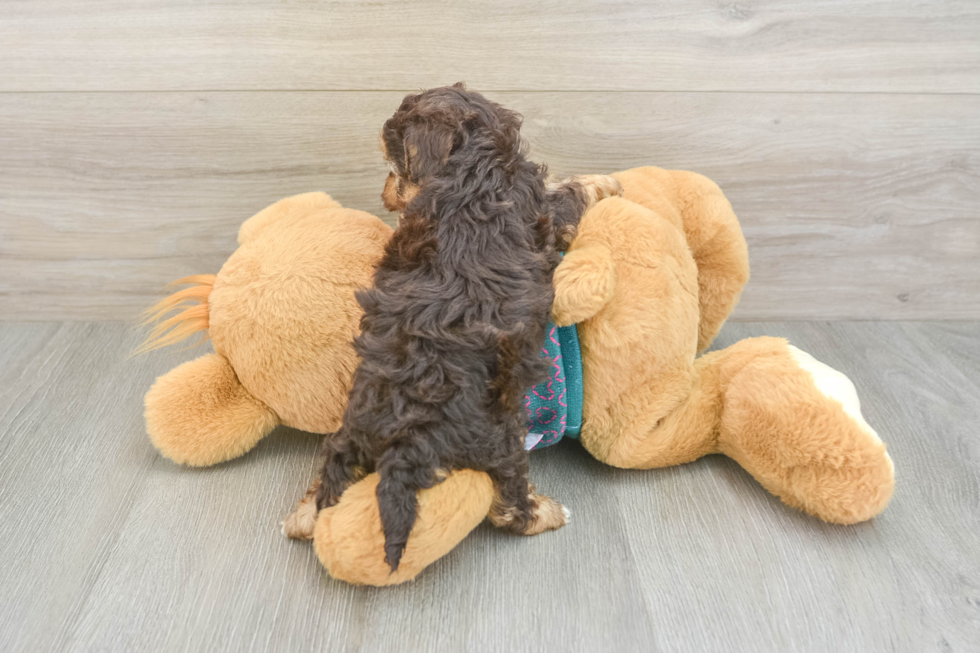 Energetic Yorkipoo Poodle Mix Puppy