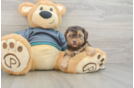 Yorkie Poo Pup Being Cute