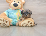 9 week old Yorkie Poo Puppy For Sale - Pilesgrove Pups