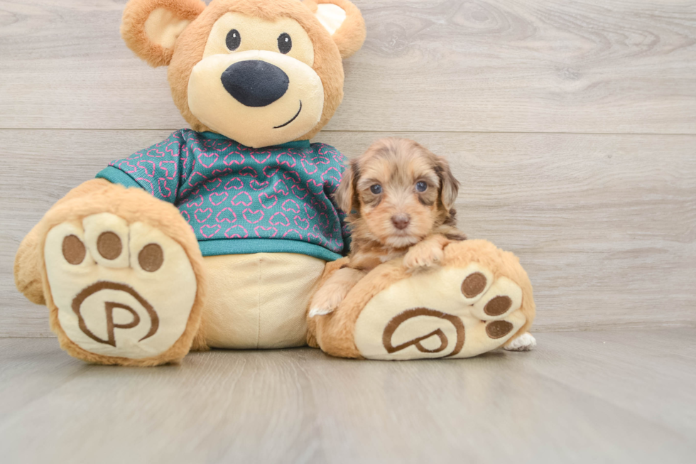 Yorkie Poo Puppy for Adoption