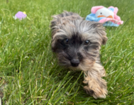 12 week old Yorkie Poo Puppy For Sale - Pilesgrove Pups