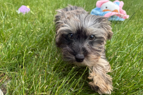 Yorkie Poo Puppy for Adoption