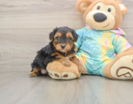 9 week old Yorkie Poo Puppy For Sale - Pilesgrove Pups