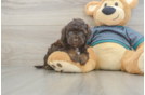 Cute Yorkie Poo Baby
