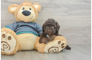Yorkie Poo Pup Being Cute