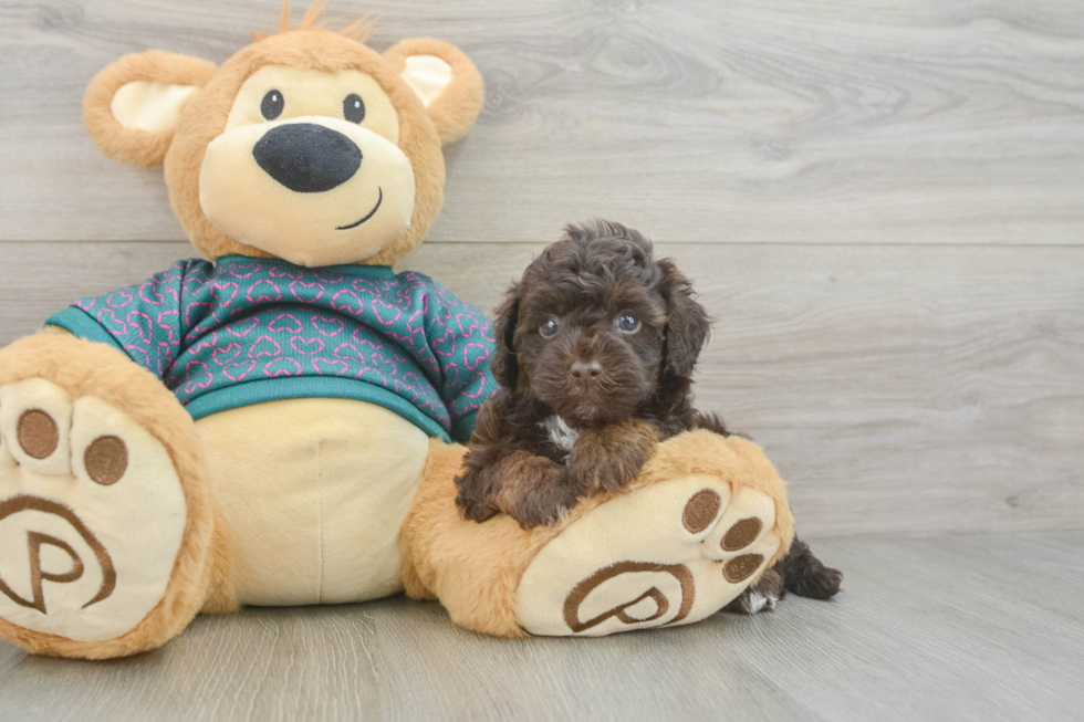Yorkie Poo Pup Being Cute
