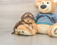 6 week old Yorkie Poo Puppy For Sale - Pilesgrove Pups