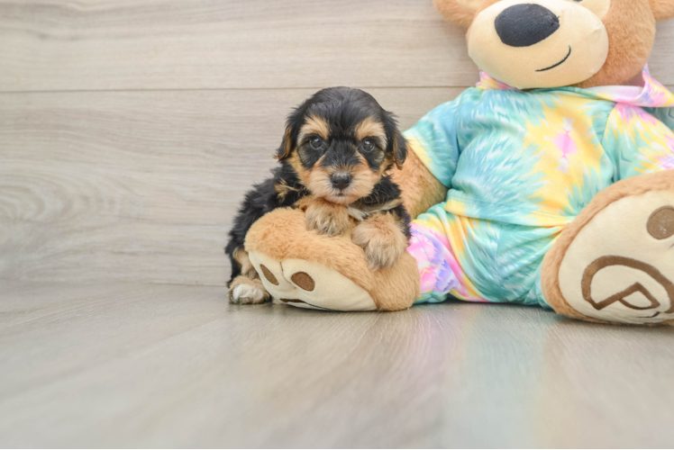 Energetic Yorkipoo Poodle Mix Puppy