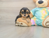 8 week old Yorkie Poo Puppy For Sale - Pilesgrove Pups