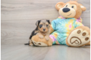 Best Yorkie Poo Baby