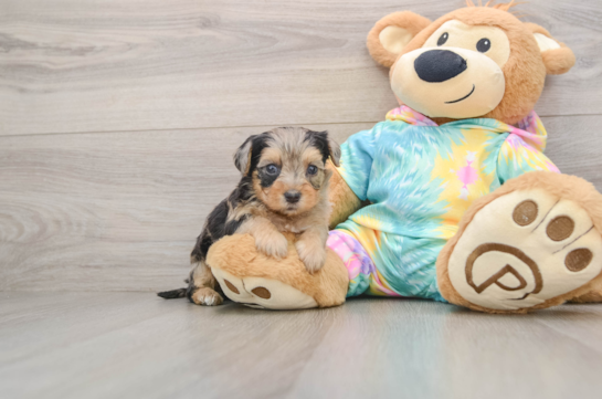 Best Yorkie Poo Baby