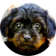 Yorkie Poo Puppy For Sale - Pilesgrove Pups Yorkie Poo Puppy For Sale - Pilesgrove Pups