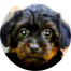 Yorkie Poo Puppies For Sale - Pilesgrove Pups Yorkie Poo Puppies For Sale - Pilesgrove Pups