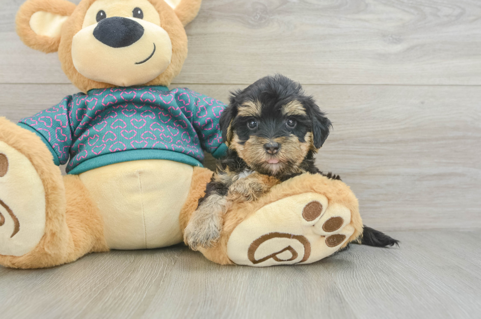 6 week old Yorkie Poo Puppy For Sale - Pilesgrove Pups