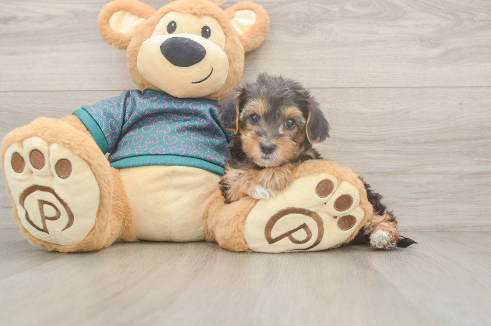 6 week old Yorkie Poo Puppy For Sale - Pilesgrove Pups