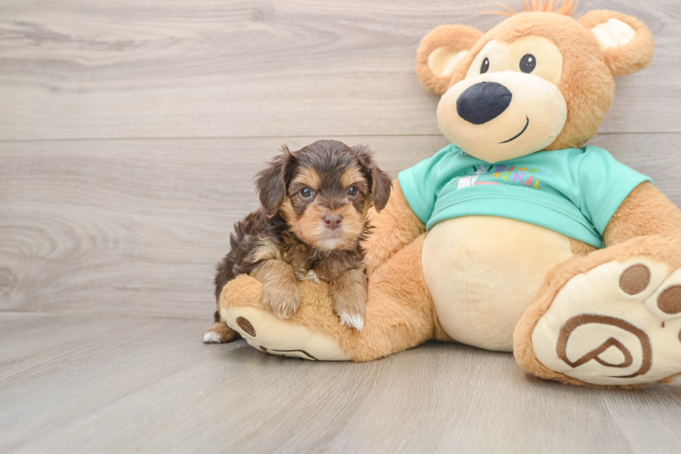 Best Yorkie Poo Baby