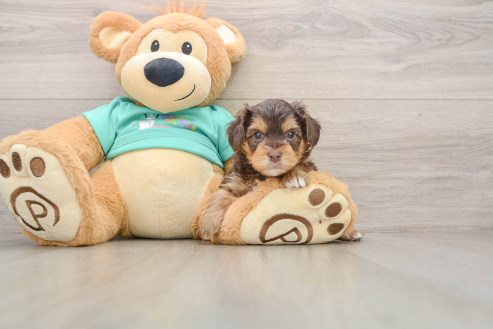 Yorkie Poo Puppy for Adoption